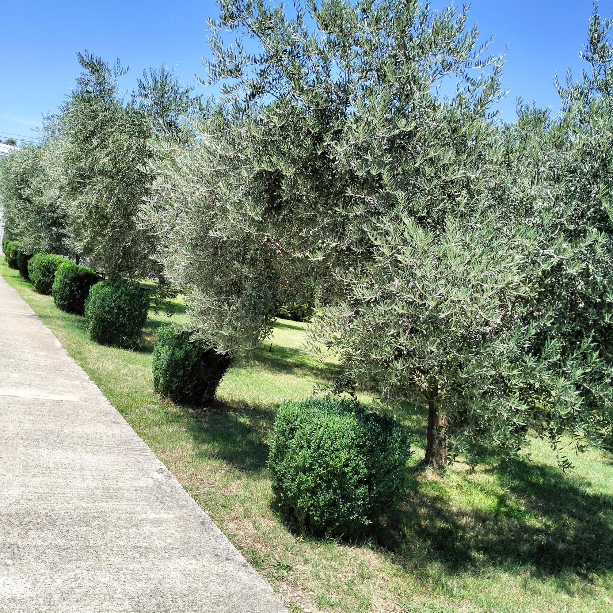 Olive Apartment 波德戈里察 外观 照片