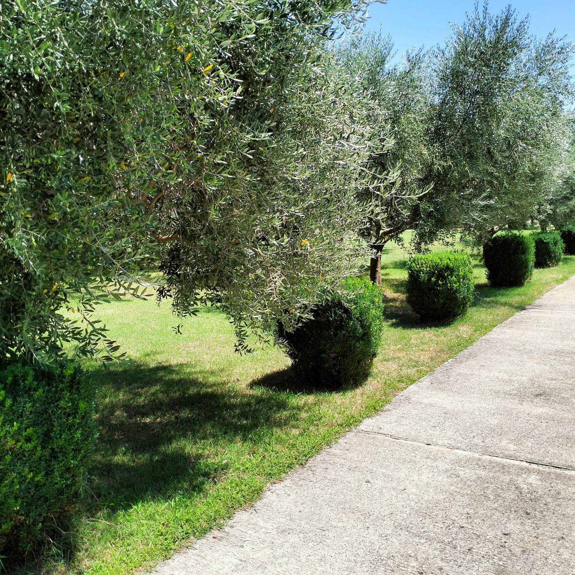 Olive Apartment 波德戈里察 外观 照片